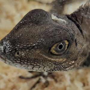 Hypsilurus godeffroyi