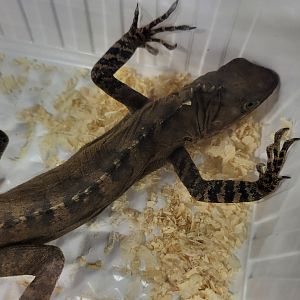 Hypsilurus godeffroyi