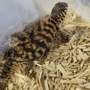 Uromastryx ornata