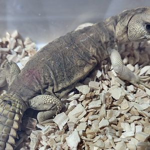 Uromastryx princeps