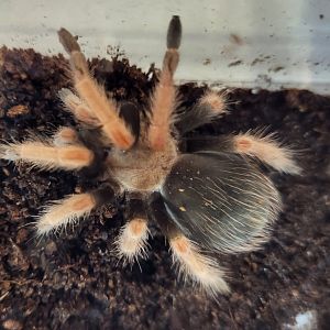 Brachypelma boehmi