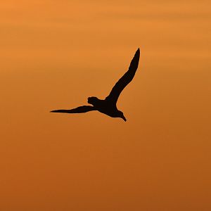 Antarctic Giant-Petrel Macronectes giganteus