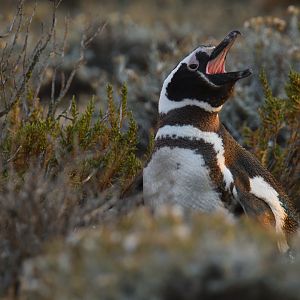 Magellanic Penguin Spheniscus magellanicus
