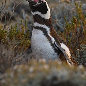 Magellanic Penguin Spheniscus magellanicus