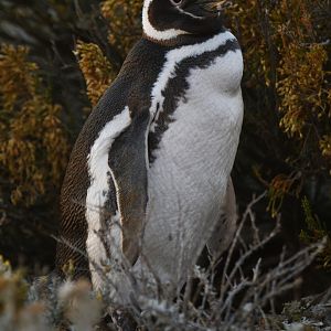Magellanic Penguin Spheniscus magellanicus