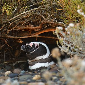 Magellanic Penguin Spheniscus magellanicus