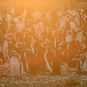 Magellanic Penguin Spheniscus magellanicus