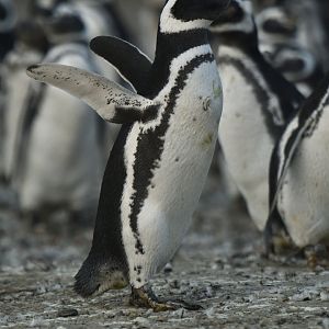 Magellanic Penguin Spheniscus magellanicus