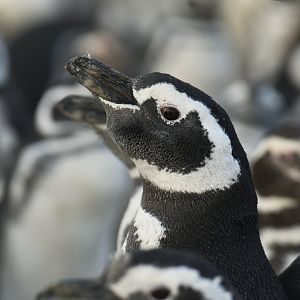 Magellanic Penguin Spheniscus magellanicus