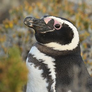 Magellanic Penguin Spheniscus magellanicus