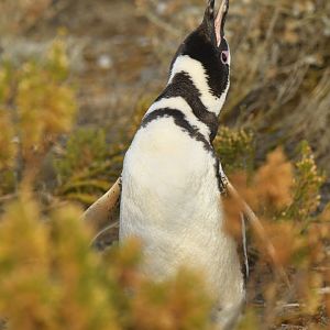Magellanic Penguin Spheniscus magellanicus