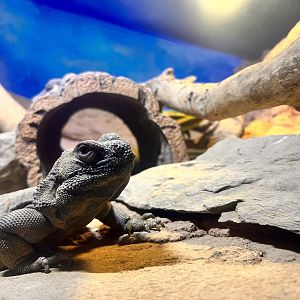 Chuckwalla
