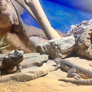 Chuckwalla & Desert Iguana