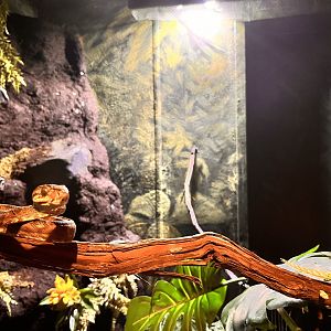 Amazon Tree Boa about to strike