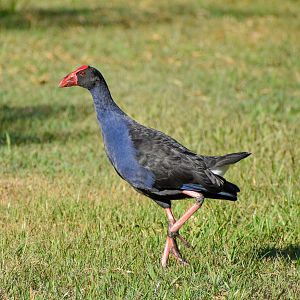 Australasian Swamphen