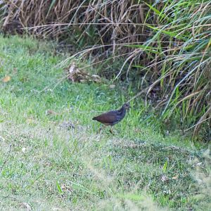 Pale-vented Bush-hen