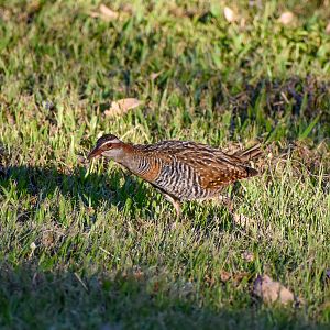 Buff-banded Rail