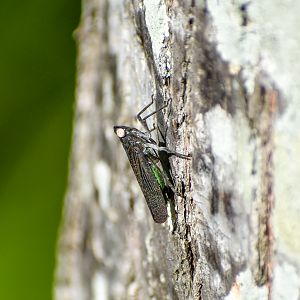 Green and Black Planthopper, Desudaba psittacus