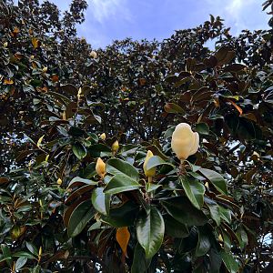Southern Magnolia