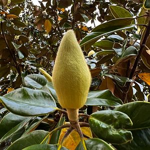 Southern Magolia Bud