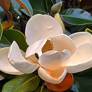 Southern Magnolia Flower