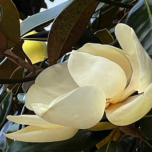 Southern Magnolia Flower