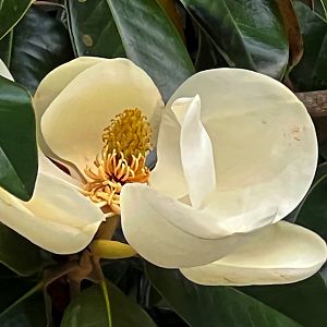 Southern Magnolia Flower