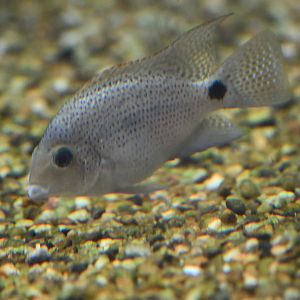 Masked cichlid