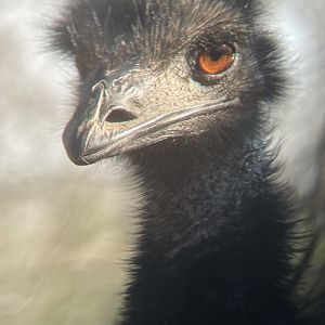 Emu