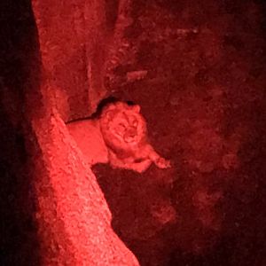 New Male Lion Haji on Night Hike
