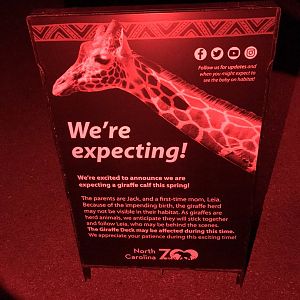 "We're Expecting" Giraffe Sign on Night Hike