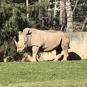 Zoofari: Southern White Rhinoceros