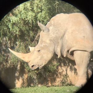 Southern White Rhinoceros Taken through Binocular Lense