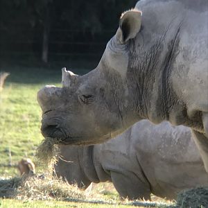 Zoofari: Abby with her broken horn