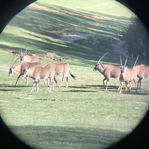 Fringe-eared Oryx Herd Taken through Binocular Lense