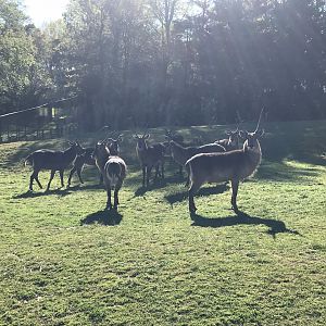 Zoofari: Common Waterbuck Bachelor Herd