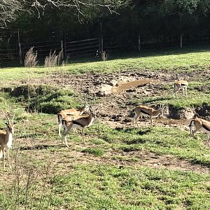 Zoofari: Thomson's Gazelle Bachelor Herd