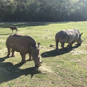 Zoofari: Southern White Rhinos