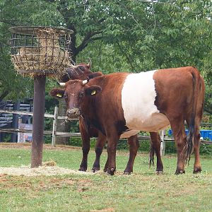 Lakenvelder cattle (Bos taurus), 2022-08-20