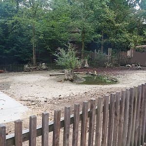 Kune-Kune pig paddock, 2022-08-20