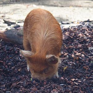 Kune-Kune pig (Sus domesticus), 2022-08-20