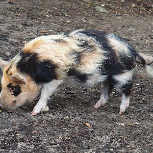 Kune-Kune pig (Sus domesticus), 2022-08-20