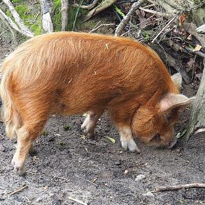 Kune-Kune pig (Sus domesticus), 2022-08-20