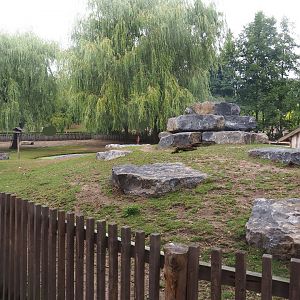 Domestic goat and Domestic miniature donkey paddock, 2022-08-20