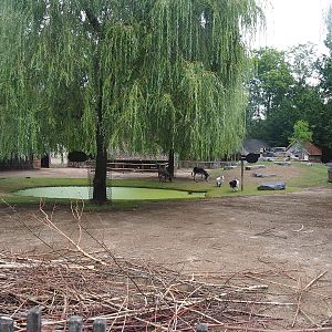Domestic goat and Domestic miniature donkey paddock, 2022-08-20