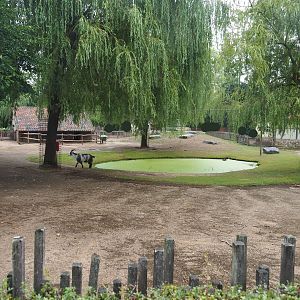 Domestic goat and Domestic miniature donkey paddock, 2022-08-20