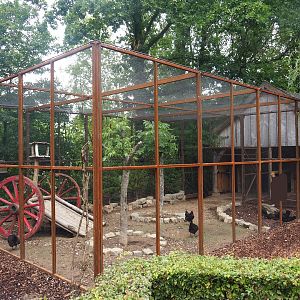 Domestic chicken and domestic pigeon aviary, 2022-08-20