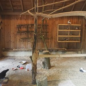 Interior of the domestic chicken and domestic pigeon barn, 2022-08-20