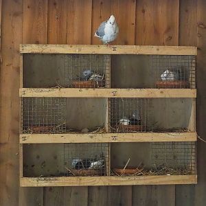 Domestic pigeon nests, 2022-08-20