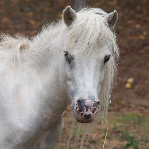 Shetland pony (Equus ferus caballus), 2022-08-20